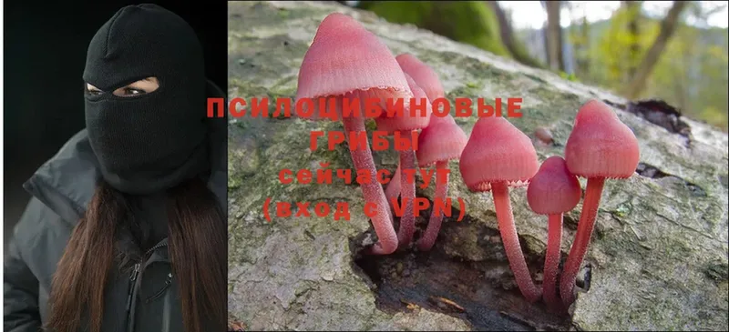 Псилоцибиновые грибы Cubensis  Болотное 